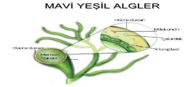 mavi yesil algler siyanobakteriler