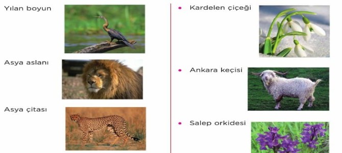 Biyocesitlilik 5 Sinif Fen Bilimleri Konu Anlatimi