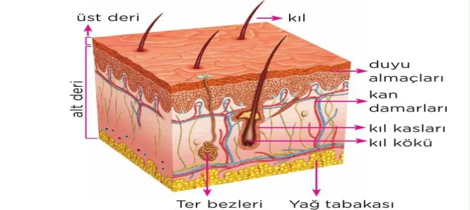 deri nedir yapisi ve ozellikleri duyu