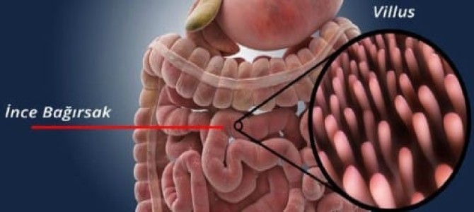 Sindirim Sistemini Olusturan Yapi Ve Organlar 6 Sinif Fen Bilimleri Konu Anlatimi