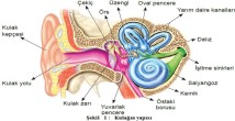 Kulağın Yapısı Kısımları İşitme ve Denge Olayı 11.Sınıf Biyoloji