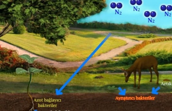 Bakterilerin Yararları içeriğine ait görsel