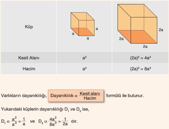 dayanıklılık