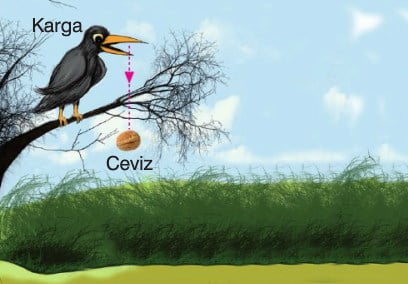 Aşağı Doğru Düşey Atış 11. Sınıf Fizik içeriğine ait görsel