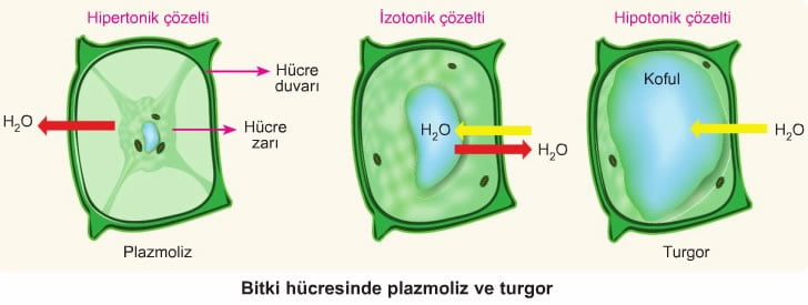 Поддержание тургора клетки обеспечивает. Стадии плазмолиза и деплазмолиза. Тургор это в биологии. Осмос тургор плазмолиз. Биологическая клетка.