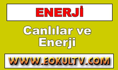 Canlılar ve Enerji 9.Sınıf Fizik içeriğine ait görsel