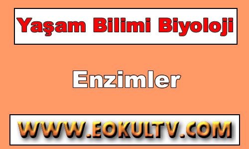 Enzimler 9. Sınıf Biyoloji içeriğine ait görsel