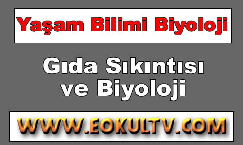 Gıda Sıkıntısı ve Beslenme İle İlgili Sorunların Çözümünde Biyolojinin Katkıları 9.Sınıf Biyoloji içeriğine ait görsel