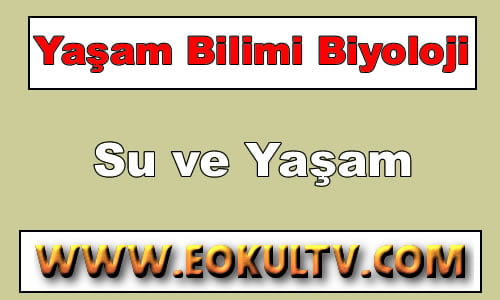 Su ve Yaşam 9. Sınıf Biyoloji içeriğine ait görsel