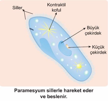 protistlerin