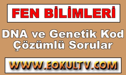 DNA ve Genetik Kod Çözümlü Sorular 8.Sınıf Fen içeriğine ait görsel