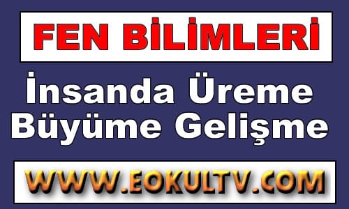 İnsanda Üreme, Büyüme ve Gelişme 8.Sınıf Fen içeriğine ait görsel
