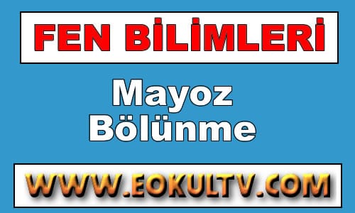 Mayoz Bölünme 8.Sınıf Fen içeriğine ait görsel