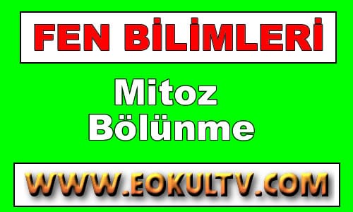 Mitoz Bölünme 8.Sınıf Fen içeriğine ait görsel