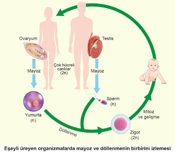 eseyli ureme konu anlatimi ders notu 10 sinif biyoloji