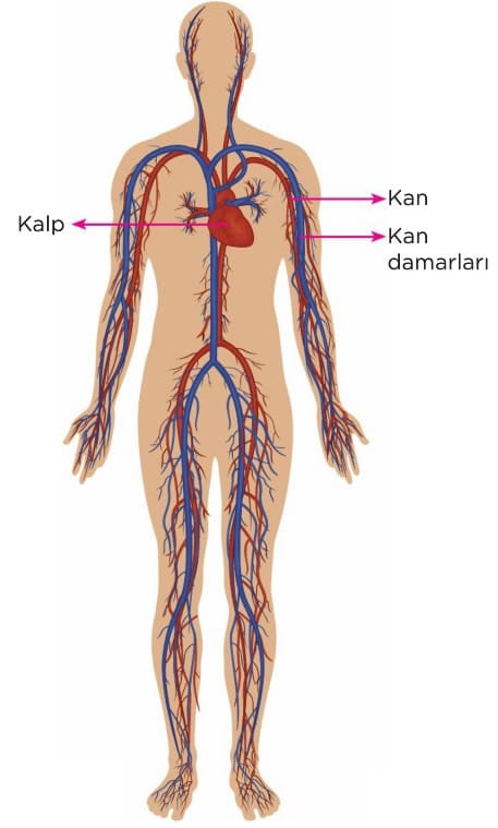 Ic Organlarimizi Taniyalim Resimli Anlatim