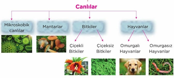 Canlılar Kaç Gruba Ayrılır? Canlılar Dünyası 5. Sınıf Fen içeriğine ait görsel