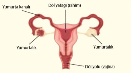 Disilerde Ureme Sistemi Kisimlari Gorevleri 7 Sinif Fen Bilimleri Konu Anlatimi