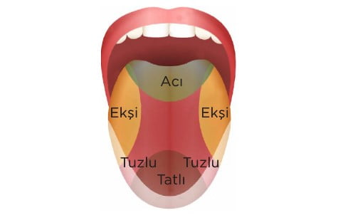 dilin genel özellikleri
