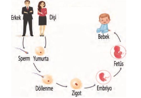 Dişilerde Üreme Sistemi Kısımları Görevleri 7. Sınıf Fen içeriğine ait görsel