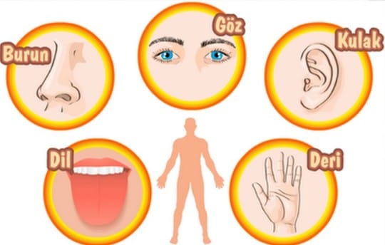 Duyu Organları 6.Sınıf Fen içeriğine ait görsel