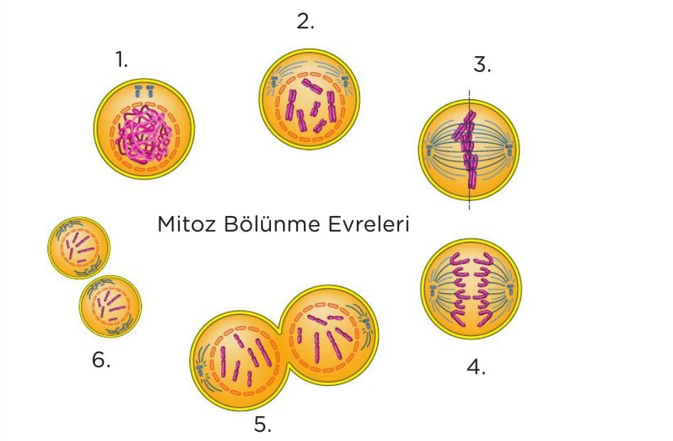 Mitoz Bölünme Evreleri Nelerdir 7. Sınıf fen içeriğine ait görsel