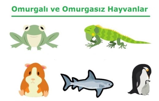 Omurgalı ve Omurgasız Hayvanlar Özellikleri 5. Sınıf Fen içeriğine ait görsel