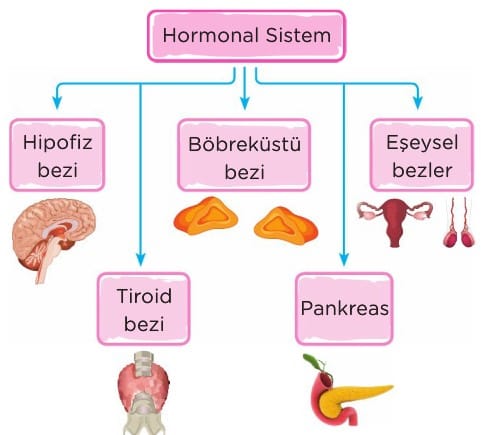 Hormonal Sistem (İç Salgı Bezleri) 6. Sınıf Fen içeriğine ait görsel