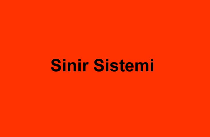 Sinir Sistemi 6. Sınıf Fen içeriğine ait görsel
