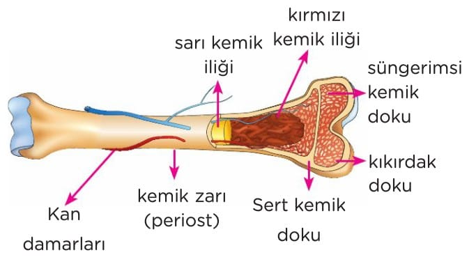 Destek ve Hareket Sistemi (İskelet, Kemik ve Doku) 6. Sınıf Fen Bilimleri Konu Özeti