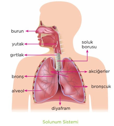 Solunum Sistemi 6. Sınıf Fen içeriğine ait görsel