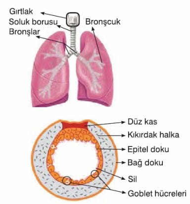Solunum Sistemi Konu Anlatimi Ders Notu 11 Sinif Biyoloji Ozet