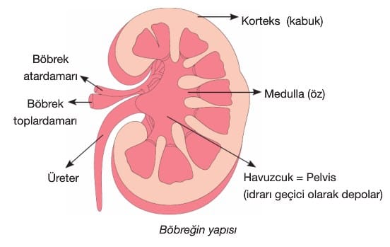 Böbreğin İç Yapısı