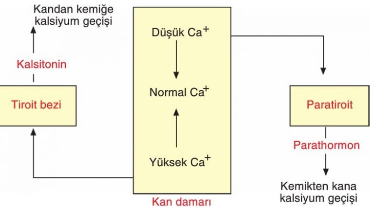Paratiroid Bezi Nedir? Hastalıkları Nelerdir? Biyoloji Tyt Ayt Yks Konu