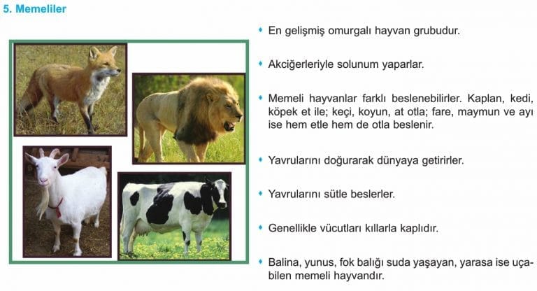 Canlıları Tanıyalım 5.Sınıf Fen Bilimleri Konu Anlatımı