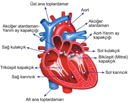 sağlık sınıfı için kalp