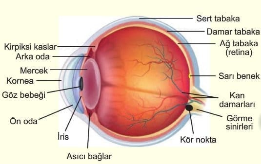 Gozun Yapisi Tabakalari Ve Kusurlari 11 Sinif Biyoloji Konu Anlatimi Ozeti