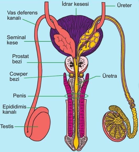 testislerin